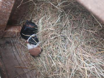 2 cavia broertjes mogen samen of apart weg  beschikbaar voor biedingen