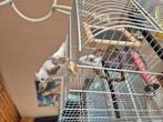 Tamme valkparkiet, Dieren en Toebehoren, Vogels | Parkieten en Papegaaien, Geslacht onbekend, Parkiet, Geringd