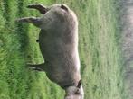Charolais, Animaux & Accessoires, Moutons, Chèvres & Cochons, Mâle, Mouton, 3 à 5 ans