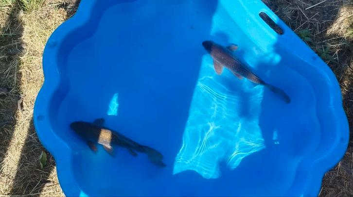 Koï et comète noir plus autres, Tuin en Terras, Vijver-toebehoren, Zo goed als nieuw, Ophalen