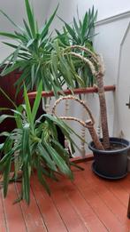 Une grande plante à vendre (yucca), Maison & Meubles, Plantes d'intérieur, En pot, Enlèvement, 100 à 150 cm, Yucca