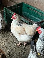 legkippen, Dieren en Toebehoren