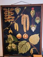 Prachtige vintage botanische schoolplaat van de hazelaar, Ophalen
