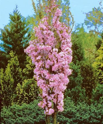 Prunus serrulata amanogawa meerstammig  beschikbaar voor biedingen