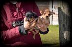 Pinscher pups, Dieren en Toebehoren, Honden | Bulldogs, Pinschers en Molossers, België, Overige rassen, CDV (hondenziekte), 8 tot 15 weken