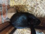 konijntjes gekruist, Plusieurs animaux, Taille moyenne, 0 à 2 ans