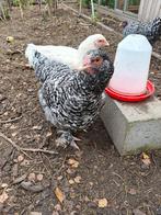 Enkele hennen mechelse kalkoenkop, Dieren en Toebehoren, Pluimvee, Vrouwelijk, Kip