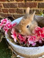 Konijntjes zoeken warme thuis, Dieren en Toebehoren, Konijnen, Meerdere dieren, Dwerg, 0 tot 2 jaar