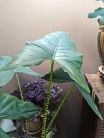 Alocasia zebrina - olifantsoor moederplant, Huis en Inrichting, Kamerplanten, Ophalen