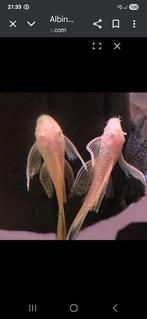 Ancistrus longfin albino 3a4 cm locatie maastricht, Dieren en Toebehoren