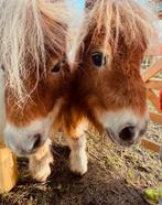Shetland merries de allerliefste!, Dieren en Toebehoren, Pony's
