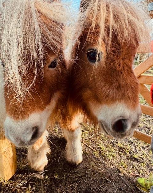 Shetland merries de allerliefste!, Dieren en Toebehoren, Pony's