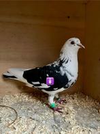 Sierduiven Birmingham Rollers, Dieren en Toebehoren, Pluimvee