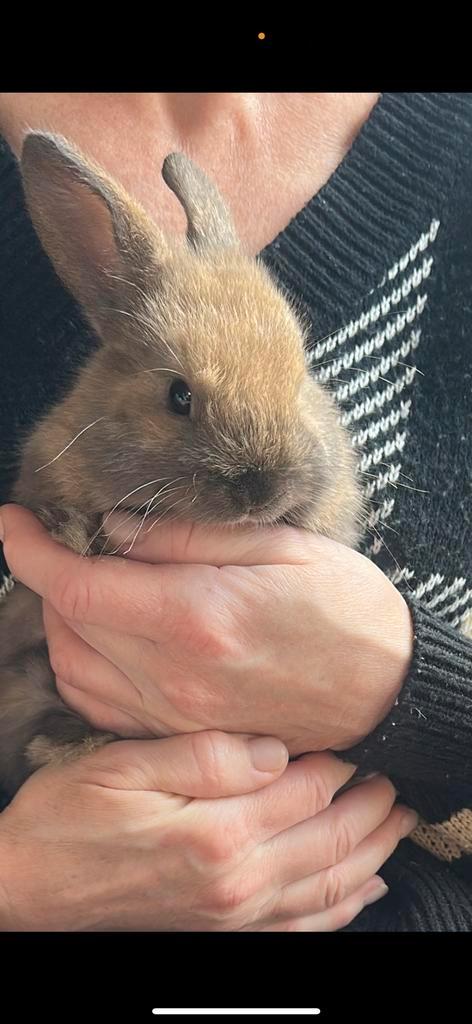 Minilop/nederlandse hangoor x dwergkonijn 8weken jonkie, Dieren en Toebehoren, Konijnen