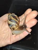 Lissachatina reticulata baby's, Dieren en Toebehoren, Overige soorten, Tam, 0 tot 2 jaar