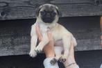 Prachtige Mopshond pups, België, Overige rassen, 8 tot 15 weken, CDV (hondenziekte)