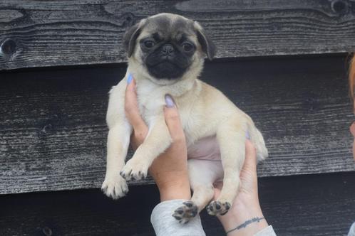 Prachtige Mopshond pups, Dieren en Toebehoren, Honden | Bulldogs, Pinschers en Molossers, Meerdere dieren, Overige rassen, Fokker | Professioneel