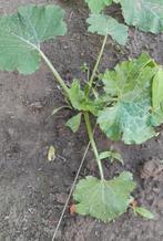 Groene courgette planten, Tuin en Terras, Planten | Tuinplanten, Ophalen