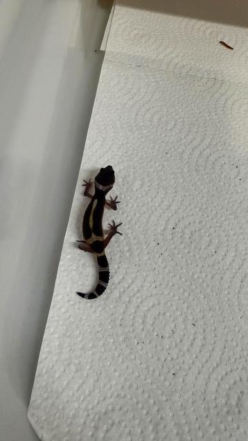 Luipaardgekko Black Knight beschikbaar voor biedingen