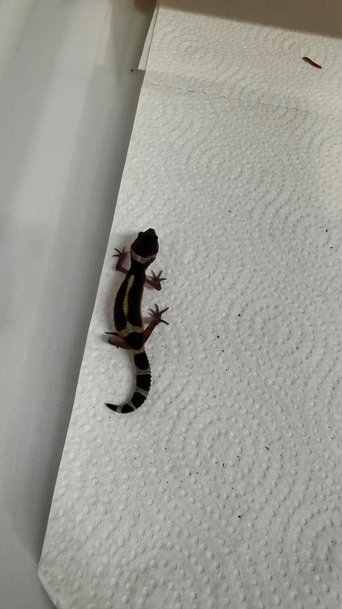 Luipaardgekko Black Knight, Dieren en Toebehoren, Reptielen en Amfibieën, Hagedis, 0 tot 2 jaar, Tam