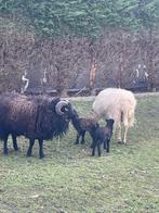 Ouessant ooi met één of twee van haar lammetjes, Mouton, Plusieurs animaux, 0 à 2 ans