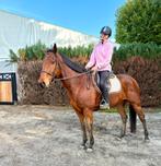 Une machine polyvalente et courageuse, Animaux & Accessoires, Chevaux, Hongre