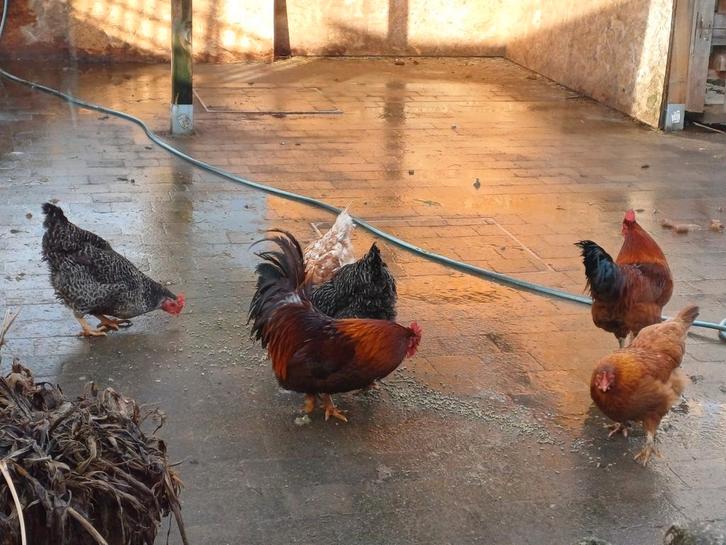 Gratis legkippen en 2 hanen, Dieren en Toebehoren, Pluimvee