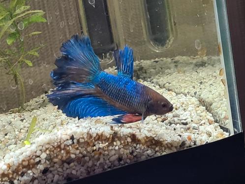 Gezocht: kweekbakken voor betta's, Animaux & Accessoires, Poissons | Poissons d'aquarium