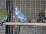 blauwe pennant, Dieren en Toebehoren, Mannelijk, Parkiet, Geringd