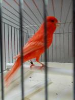 Kanarie's, Dieren en Toebehoren