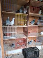 Rijs duiven, Dieren en Toebehoren, Meerdere dieren, Postduif