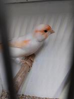 5 mooie rood mozaïek kanaries, Dieren en Toebehoren, Vogels | Kanaries