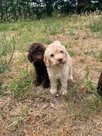 Mooie labradoodle pups!, Dieren en Toebehoren, België, CDV (hondenziekte), 8 tot 15 weken, Labrador retriever