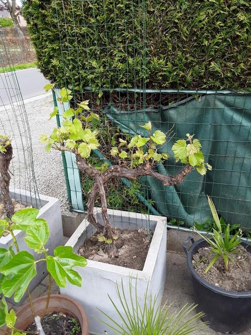 druivelaar vinis vitifera in pot, Tuin en Terras, Planten | Fruitbomen, Overige soorten, 100 tot 250 cm, Volle zon, Zomer, In pot