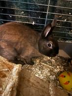 Konijnen te koop, Dieren en Toebehoren, Meerdere dieren, Klein, 0 tot 2 jaar