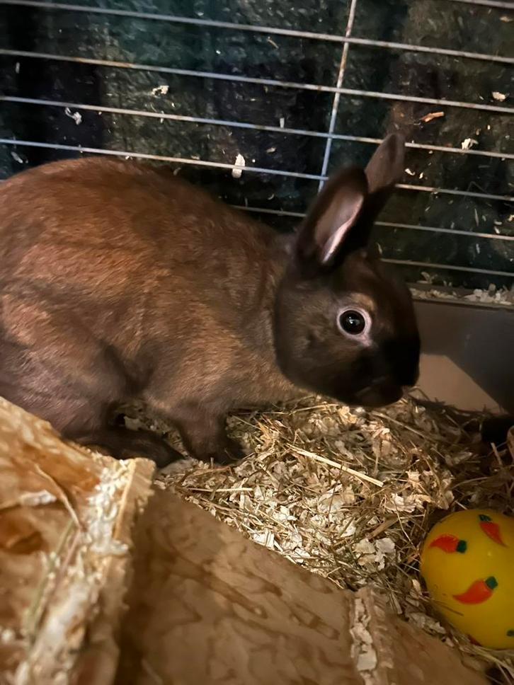 Konijnen te koop, Dieren en Toebehoren, Konijnen, Klein, Meerdere dieren, 0 tot 2 jaar