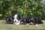 Biewer Yorkshire Terriër pups, Dieren en Toebehoren, Honden | Jack Russells en Terriërs, Yorkshire Terriër, België, CDV (hondenziekte)