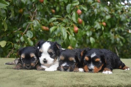 Biewer Yorkshire Terriër pups, Dieren en Toebehoren, Honden | Jack Russells en Terriërs, Meerdere dieren, Yorkshire Terriër, Fokker | Professioneel