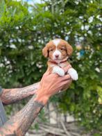 Prachtige nova scotia duck tolling retriever pups, België, Overige rassen, CDV (hondenziekte), 8 tot 15 weken