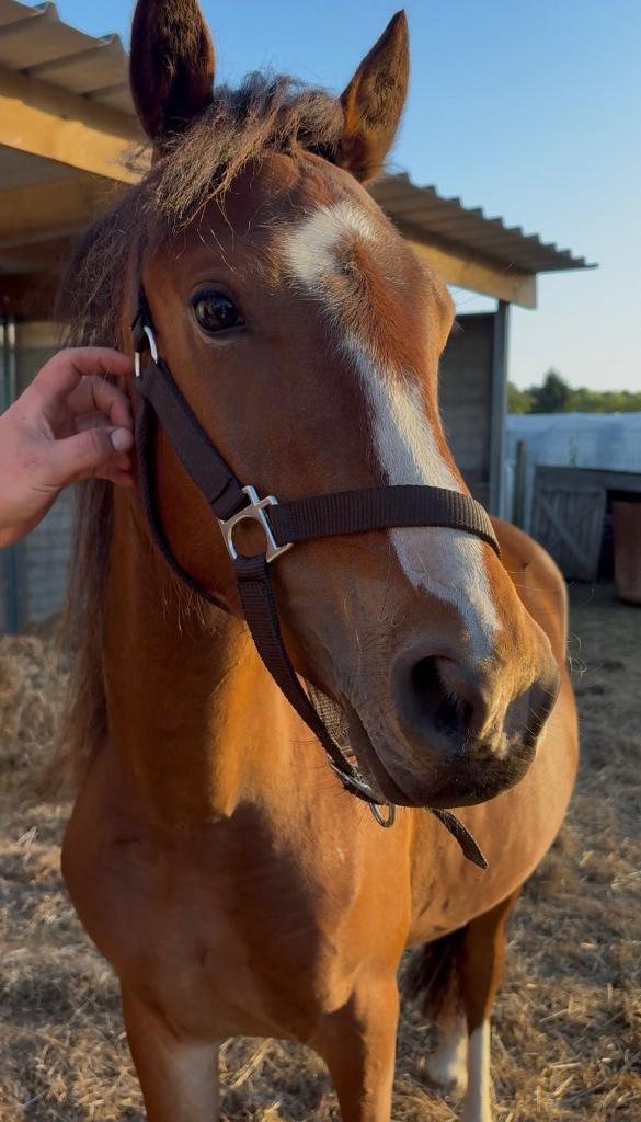 Pony, Dieren en Toebehoren, Pony's, Ruin, C pony (1.27m tot 1.37m), 0 tot 2 jaar, Met stamboom, Gechipt, Ontwormd, Ingeënt