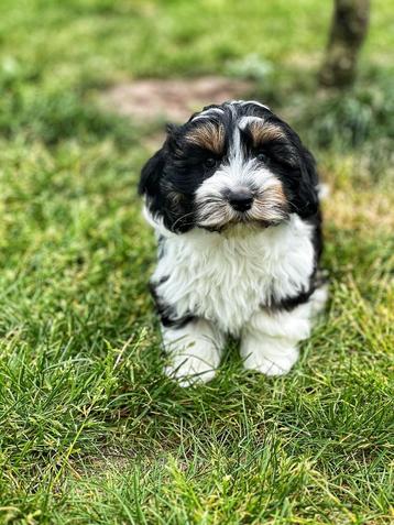 op zoek naar een lieve Havanezer bij ons geboren ! beschikbaar voor biedingen