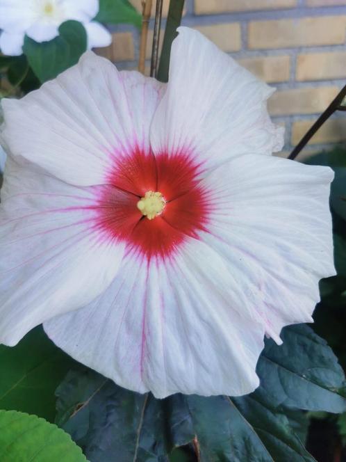 Hibiscus xxl, Tuin en Terras, Planten | Tuinplanten, Vaste plant, Overige soorten, Halfschaduw, Zomer, Ophalen