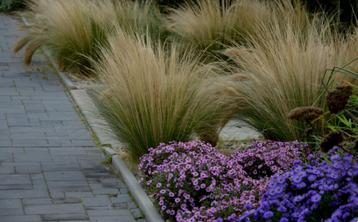 Stipa ponytails  beschikbaar voor biedingen
