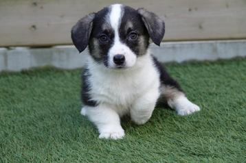 Prachtige Welsh Corgi Cardigan pups (ouders aanwezig) beschikbaar voor biedingen