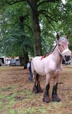 Trekpaard, Dieren en Toebehoren, Paarden, Merrie, Minder dan 160 cm, Gechipt, Niet van toepassing