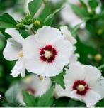 Cœur rouge d'Hibiscus syriacus, Jardin & Terrasse, Enlèvement ou Envoi