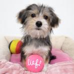 Morkie pups te koop (Belgisch), België, CDV (hondenziekte), 8 tot 15 weken, Meerdere