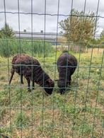 Ouessant schaap/schapen te koop, Dieren en Toebehoren, Schapen, Geiten en Varkens, Schaap