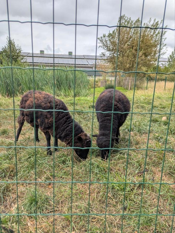 Ouessant schaap/schapen te koop, Dieren en Toebehoren, Schapen, Geiten en Varkens, Schaap