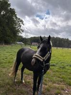 2,5 jarige dpony met gouden karakter, Ruin, M